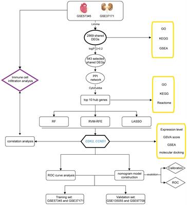 Identification of novel biomarkers, shared molecular signatures and immune cell infiltration in heart and kidney failure by transcriptomics